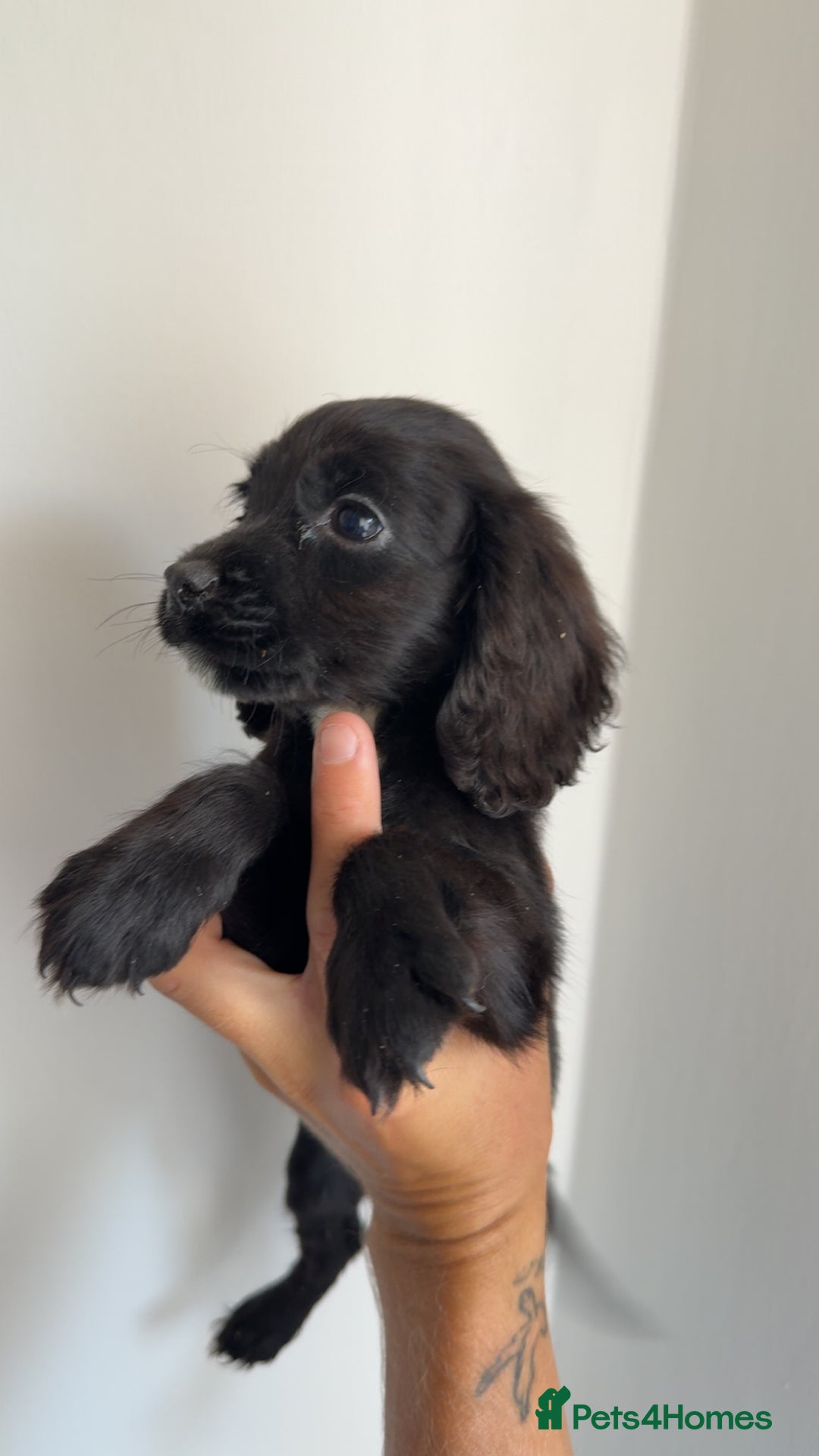 Cocker Spaniel dogs for sale: Cocker spaniel puppies  - Image 7