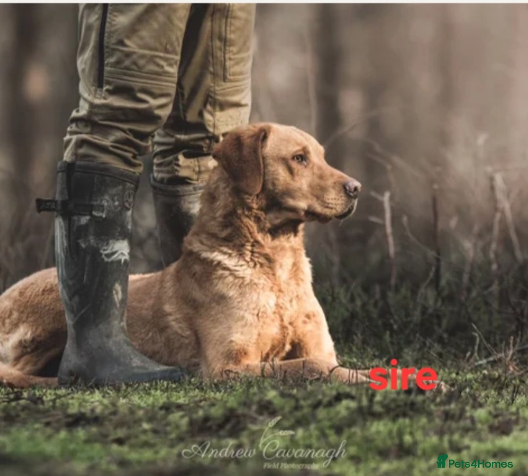 Labrador Retriever dogs for sale: Labrador pups  - Advert 8