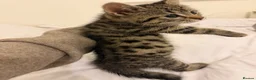 Mixed Breed cats for sale: Kittens  - Advert 22