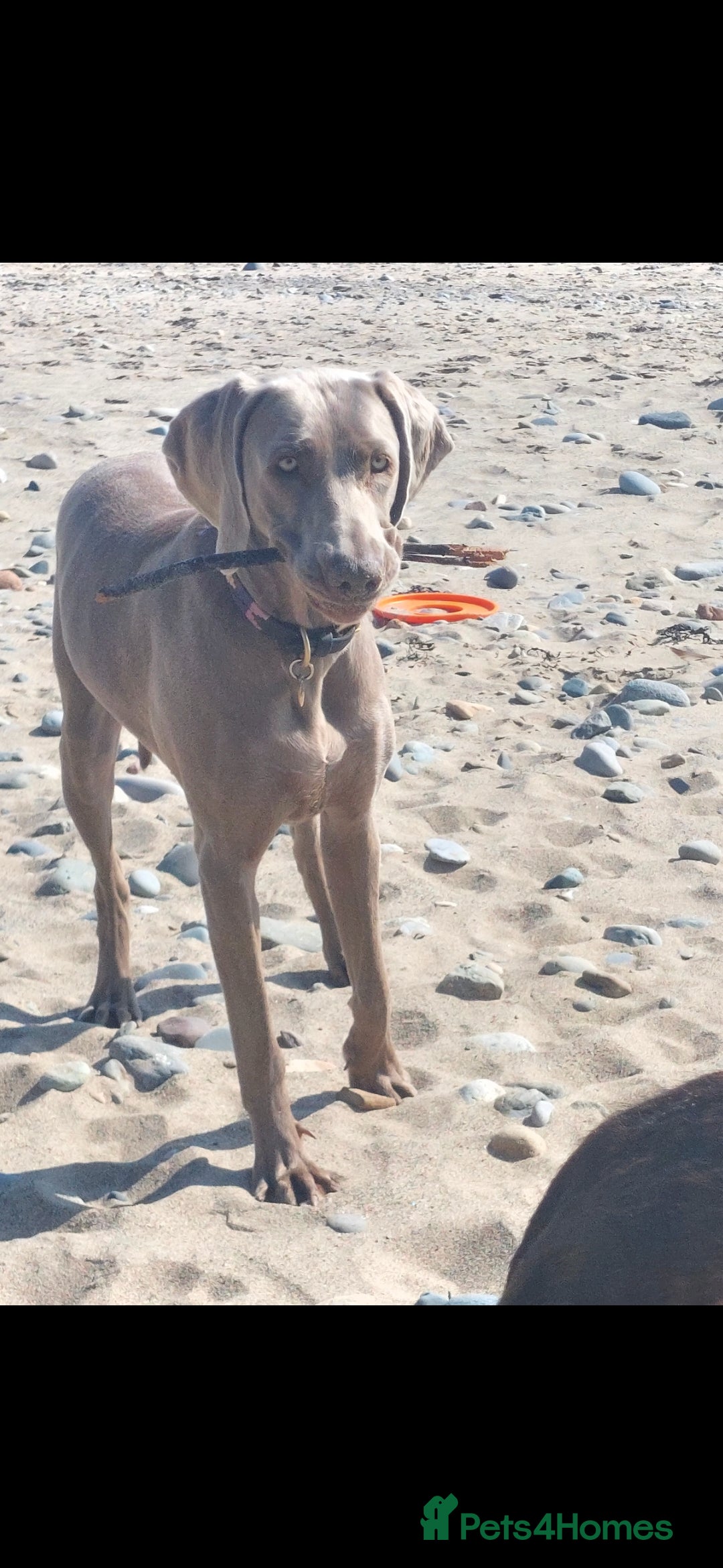 Weimaraner dogs for sale: Weimaraner KC Reg GUNALT CHAMPION BLOODLINE  - Advert 14