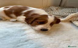 Welsh Springer Spaniel dogs for sale: One little Welsh Springer Spaniel boy!  - Image 10