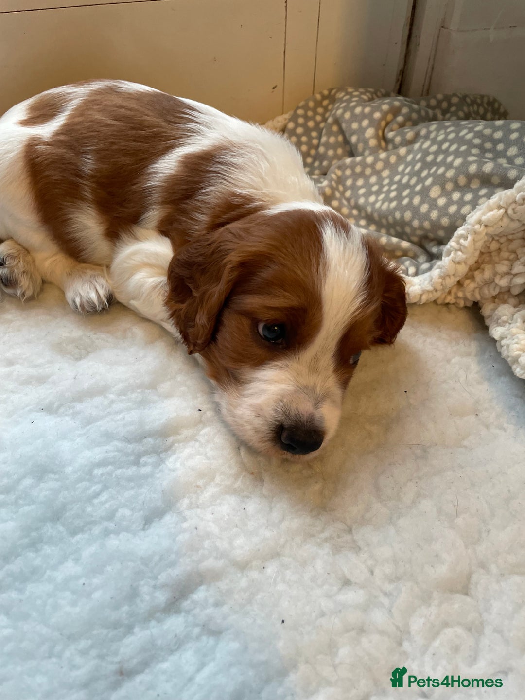 Welsh Springer Spaniel dogs for sale: One little Welsh Springer Spaniel boy!  - Image 10