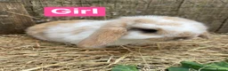 Mini Lop rabbits for sale: Mini Plush Lop Babies - Advert 15