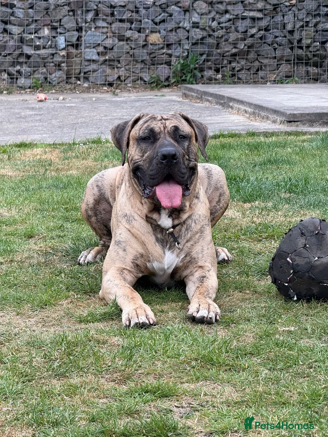 Canaries birds for sale: Kane looking for girlfriend - Advert 6