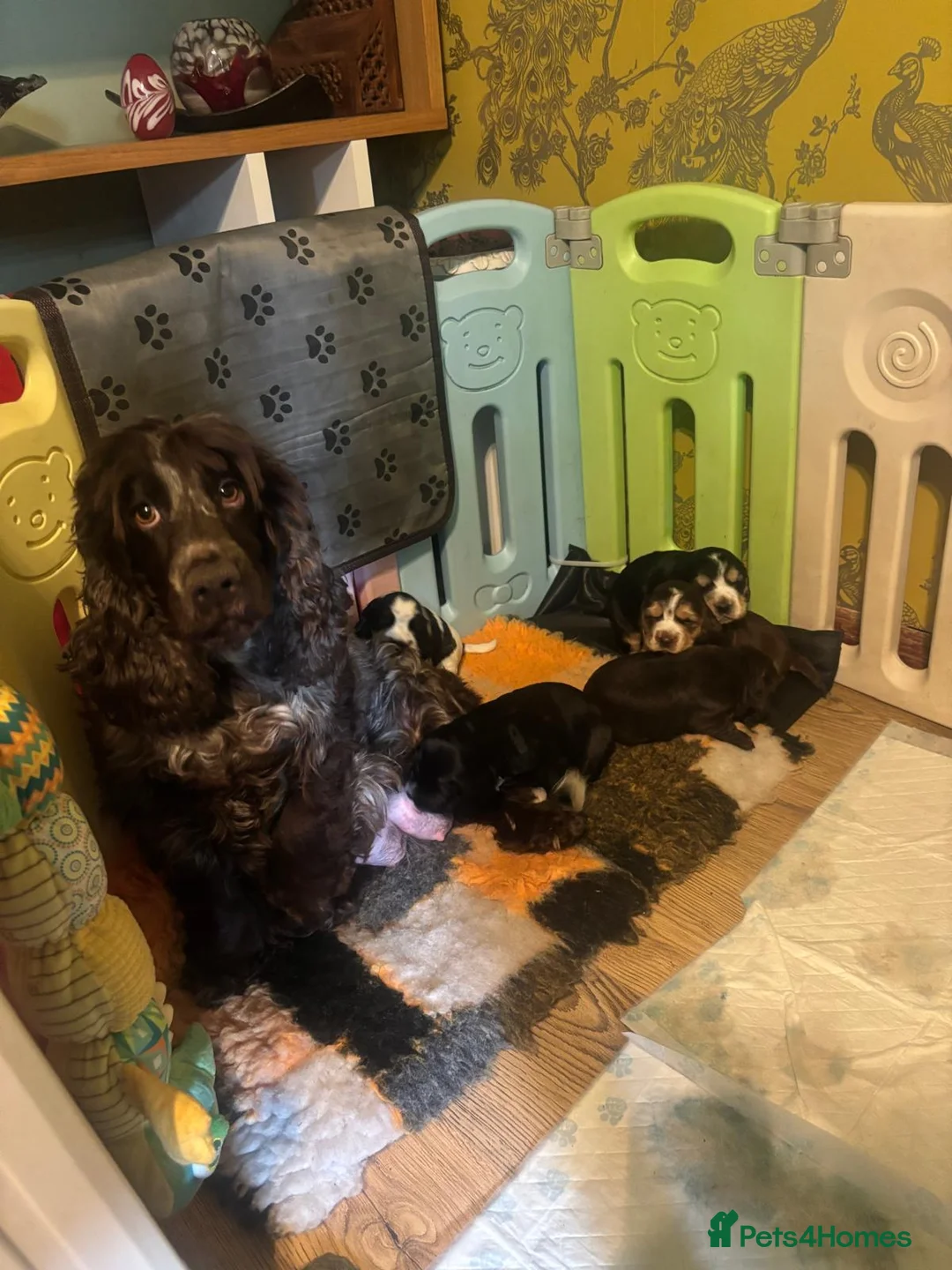 Cocker Spaniel dogs for sale: Kc show type cocker spaniels - Advert 1