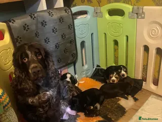 Cocker Spaniel dogs Kc show type cocker spaniels in Wednesbury - Advert 1