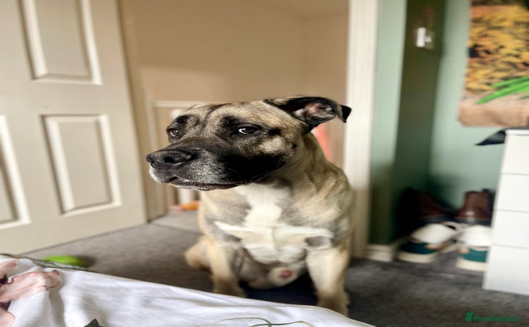 Mixed Breed dogs in Nuneaton - Advert 8