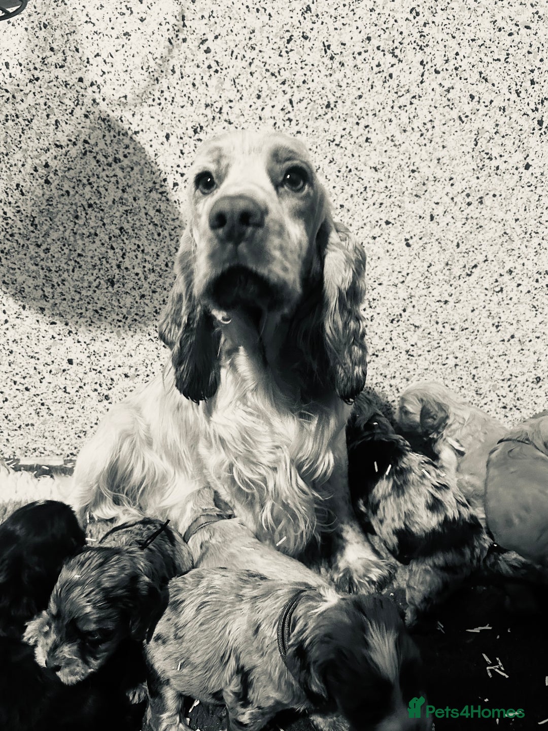 Cockapoo dogs for sale: Cute F1 cockapoo puppies  - Advert 21