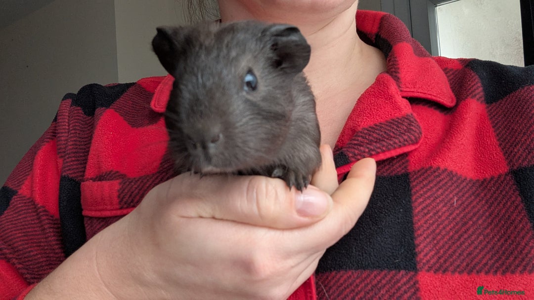 Guinea Pig rodents for sale: Guinea pig BOY  - Advert 1