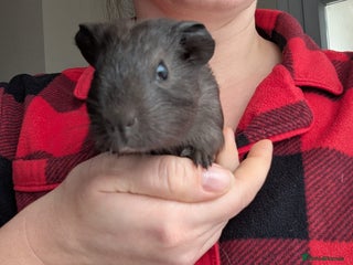 Guinea Pig rodents for sale: Guinea pig BOY - Advert 2