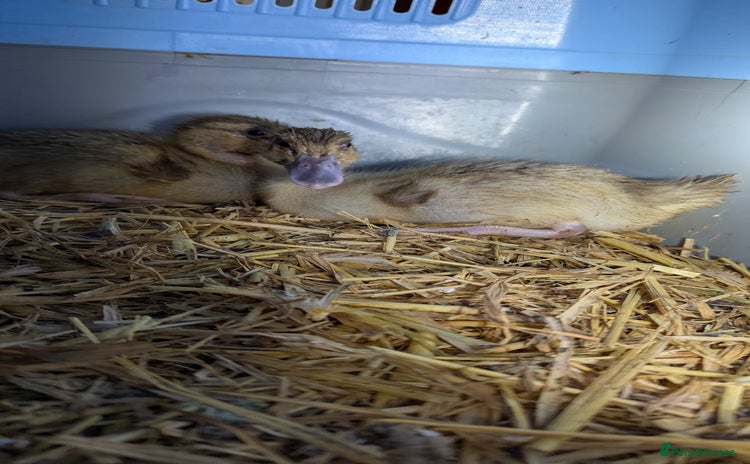 Ducks poultry 2 harlequin runner ducklings  - Advert 1