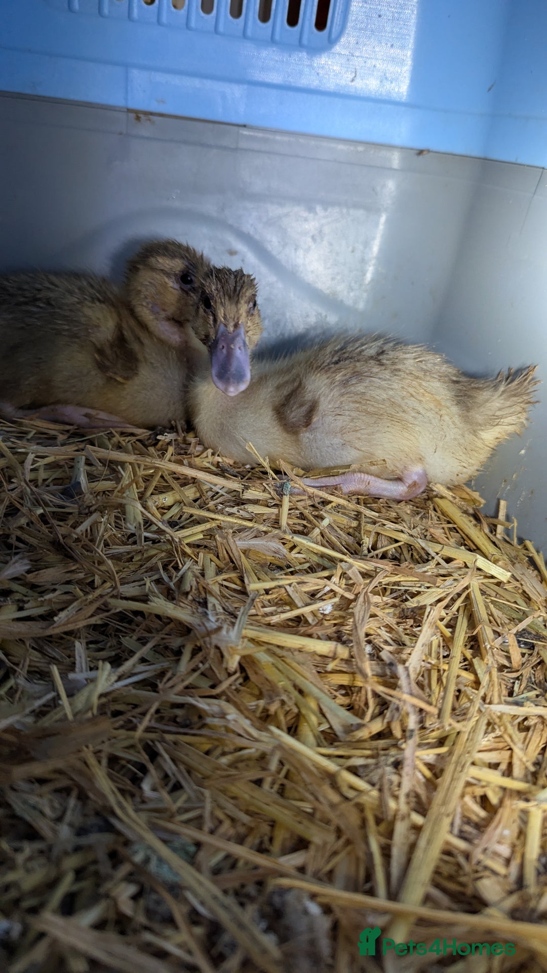 Ducks poultry for sale: 2 harlequin runner ducklings  - Advert 1