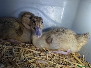 Ducks poultry 2 harlequin runner ducklings - Advert 5