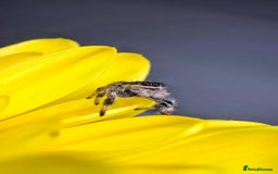 Spiders invertebrates for sale: Phidippus regius Apalachicola  - Image 1