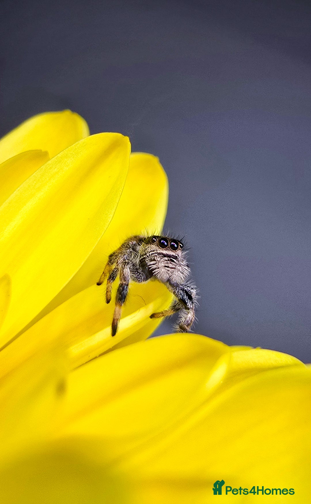 Spiders invertebrates for sale: Phidippus regius Apalachicola  - Image 1