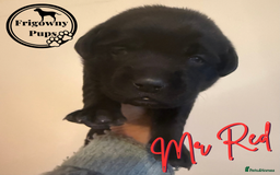Labrador Retriever dogs for sale: *Ready Now* Quality Black Labradors  - Image 5