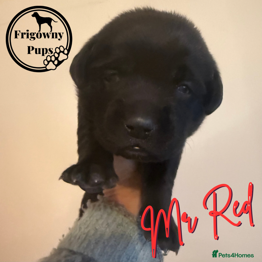 Labrador Retriever dogs for sale: *Ready Now* Quality Black Labradors  - Image 5