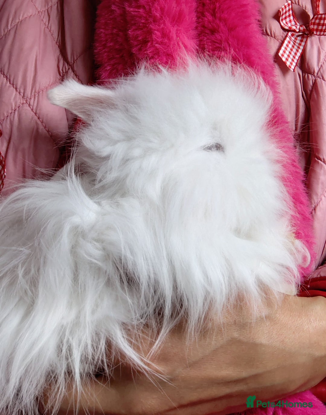 Angora rabbits for sale: Stunning Luxury Angora Rabbits - Image 2