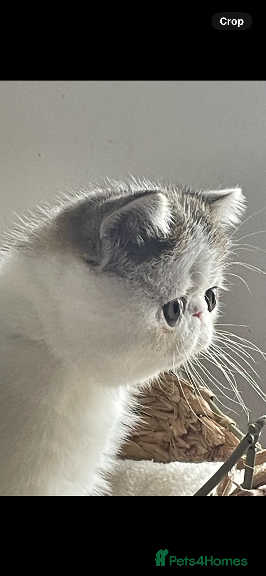 Exotic cats for sale: Gorgeous Show Quality and GCCF reg. Exotic kitten. - Advert 2