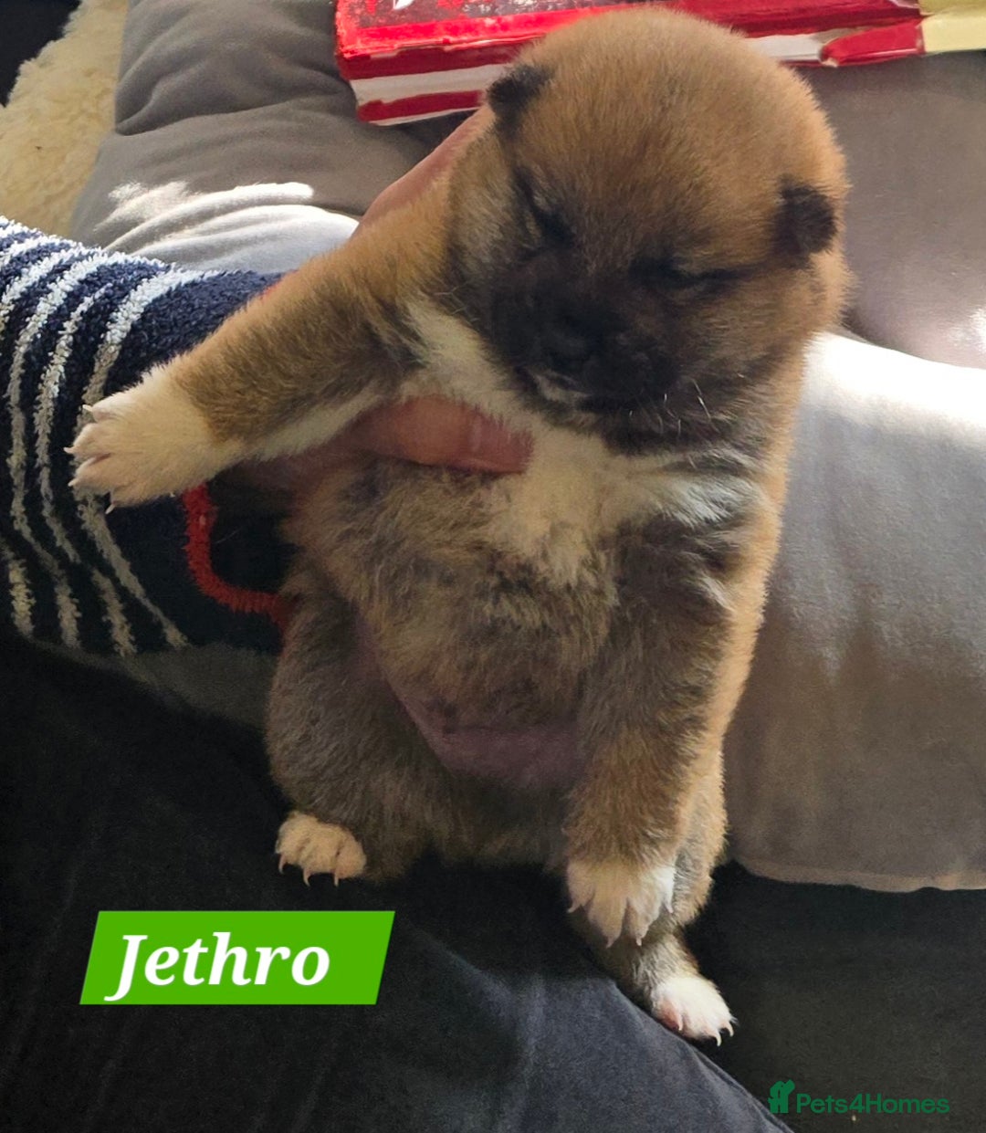 Japanese Shiba Inu dogs for sale: Beautiful Shiba - Image 2