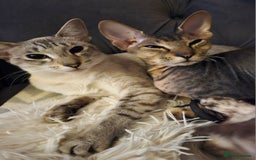 Siamese cats for sale: Siamese X Sphynx kittens - Image 35