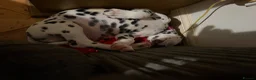 Dalmatian dogs for sale: RKG Dalmatian pups ready this weekend  - Advert 4