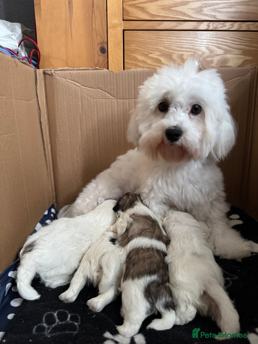 Mixed Breed dogs for sale: Maltese Cross Puppies for Sale  - Image 22