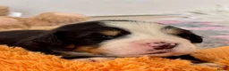 Bernese Mountain Dog dogs for sale: KC Registered Bernese Mountain Dog Puppies - Advert 22