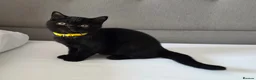 British Shorthair cats for sale: Beautiful British Shorthair Kittens for LovingHome - Advert 6