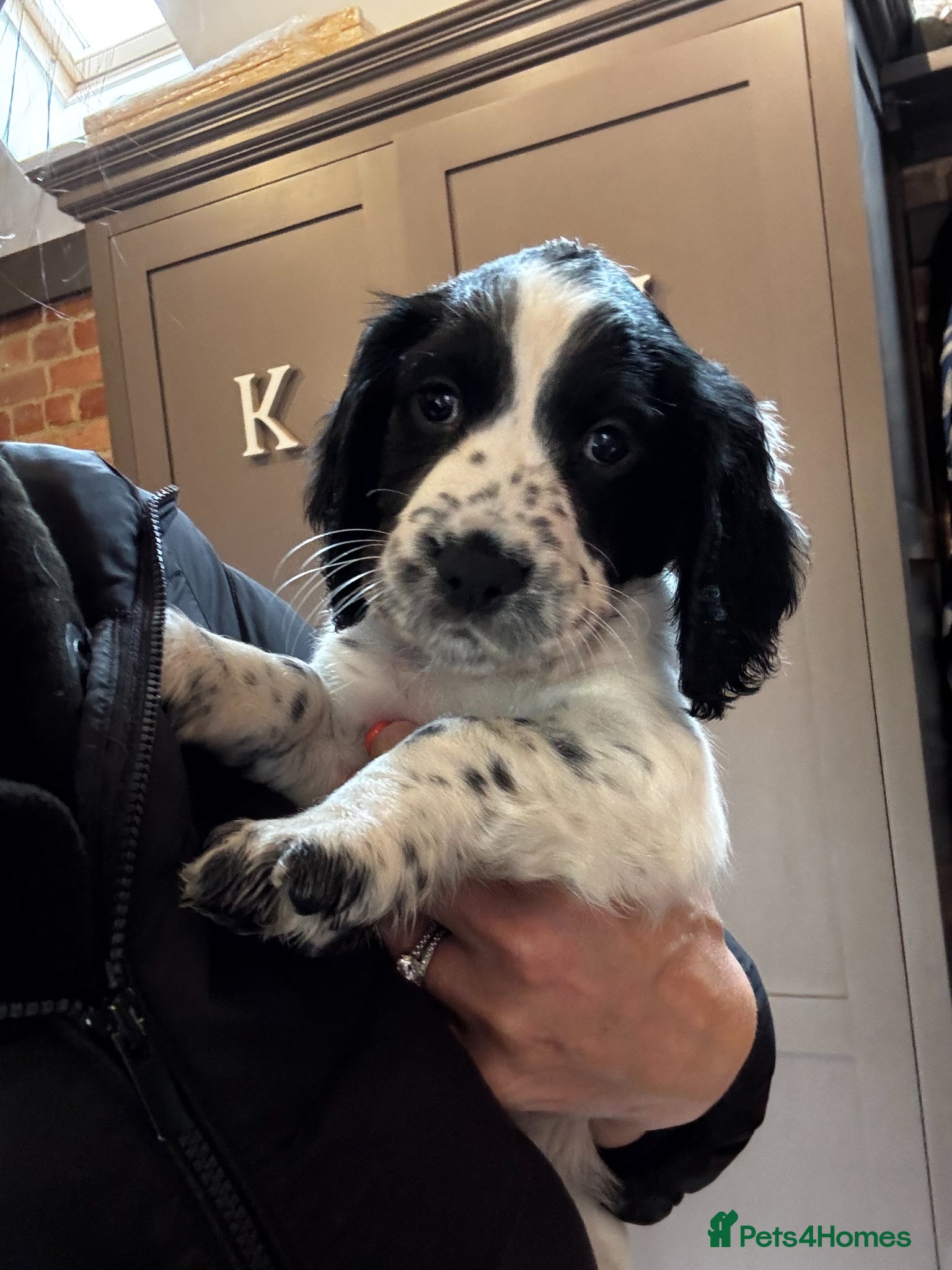 Cocker Spaniel dogs One Gorgeous KC Reg Working Cocker Spaniel Puppy! - Advert 2