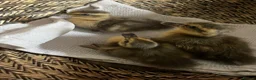 Ducks poultry for sale: Day Old Pure Breed Ducklings - Advert 3