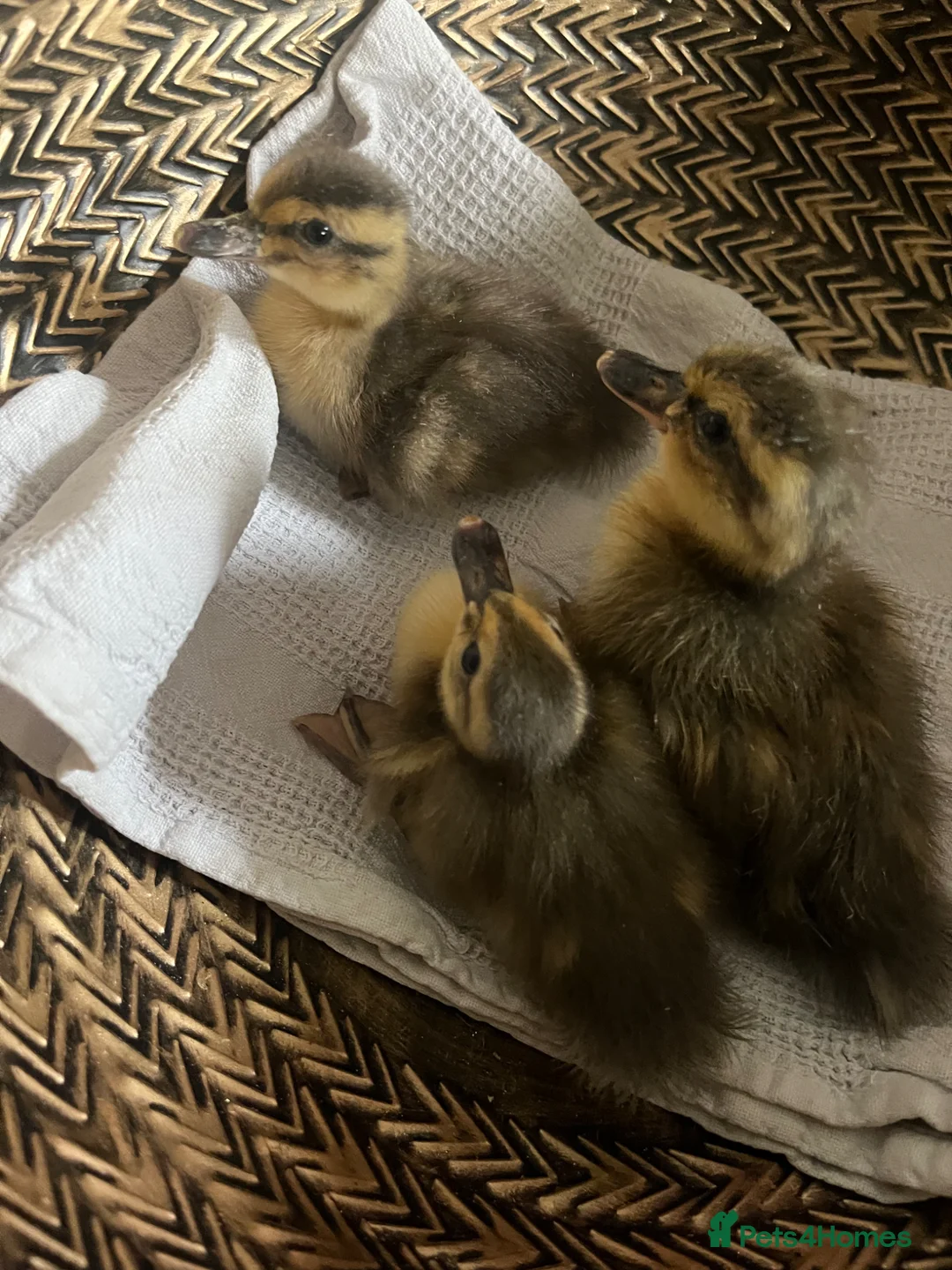 Ducks poultry for sale: Day Old Pure Breed Ducklings - Advert 3