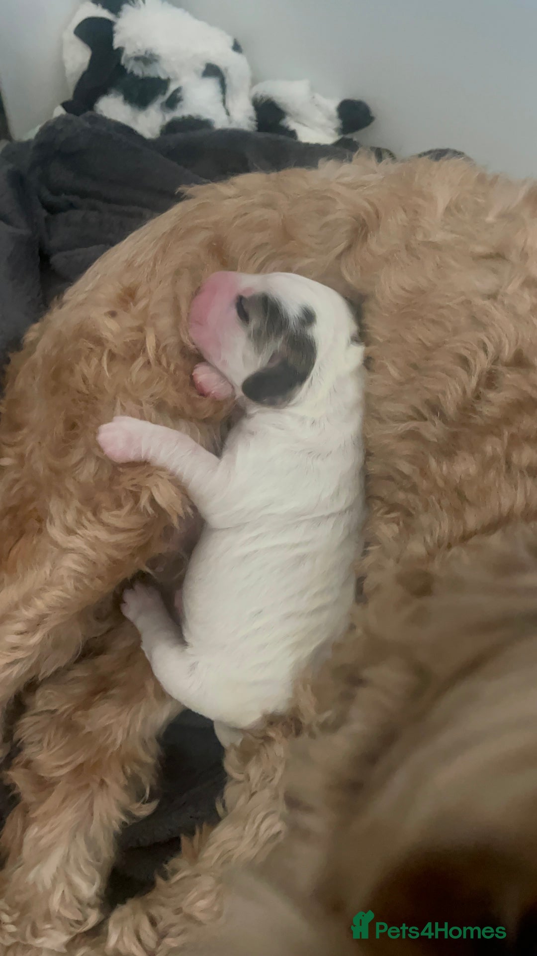 Cockapoo dogs for sale: ⭐️ Outstanding cockapoo female puppy ⭐️  - Advert 11