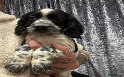 Sprocker dogs for sale: Sprocker puppy male - Advert 2