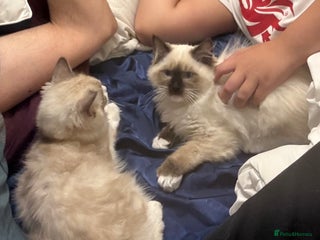 Ragdoll cats - Advert 1