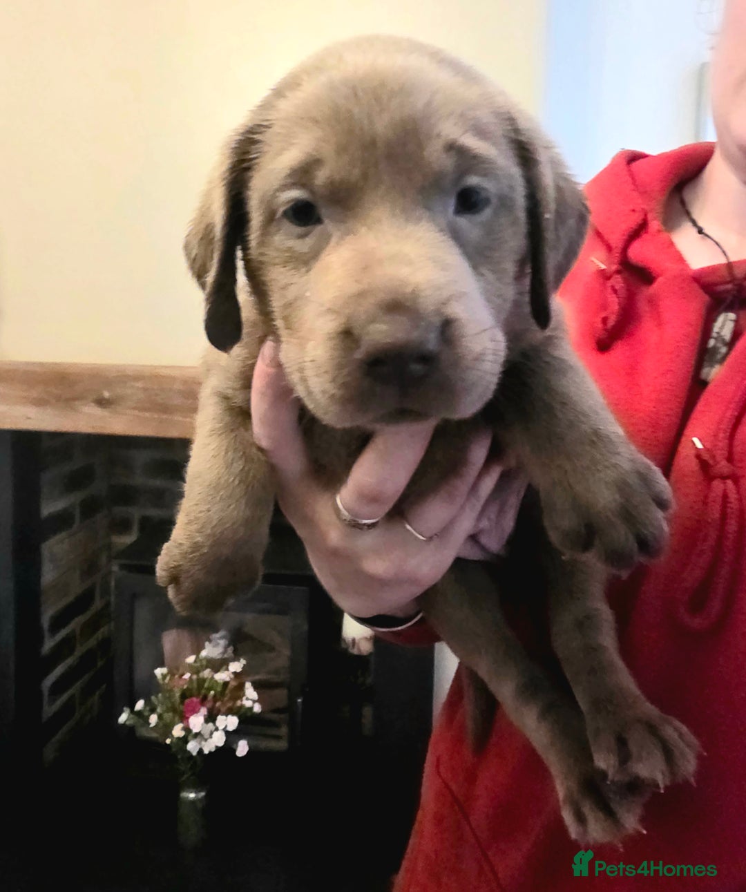 Labrador Retriever dogs for sale: Gorgeous KC Silver Labrador Puppies. - Image 7