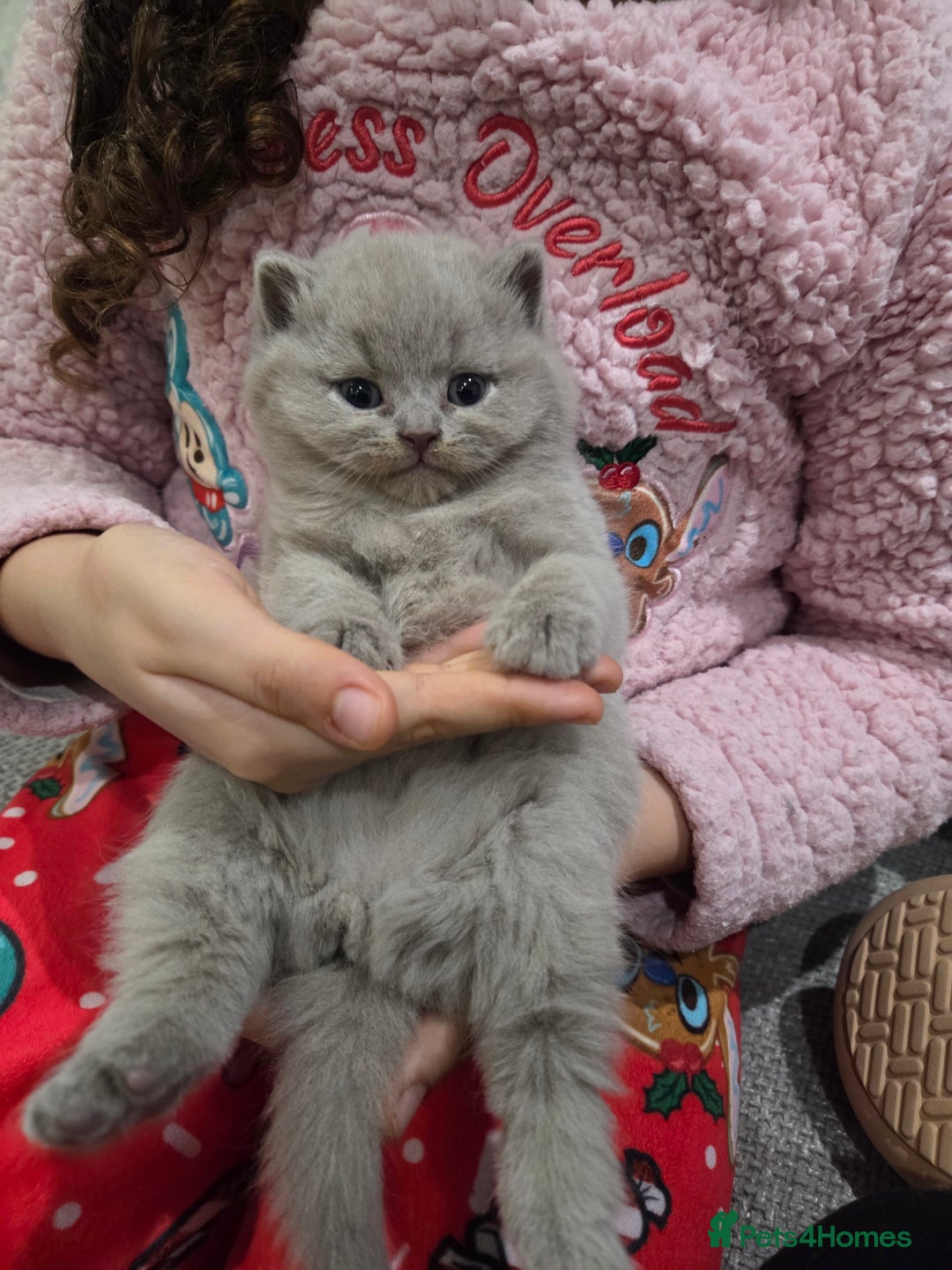 British Shorthair cats for sale: Gorgeous Pure Breed British shorthair kittens  - Advert 2