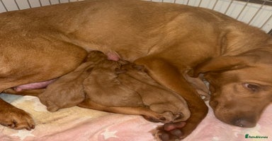 Labrador Retriever dogs Fox red KC registered Labradors working line  - Advert 3