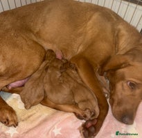 Labrador Retriever dogs Fox red KC registered Labradors working line - Advert 5