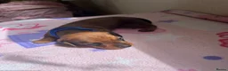 Miniature Dachshund dogs for sale:  Miniature Dachshund Puppies 🐾 in Newton Abbot - Advert 17