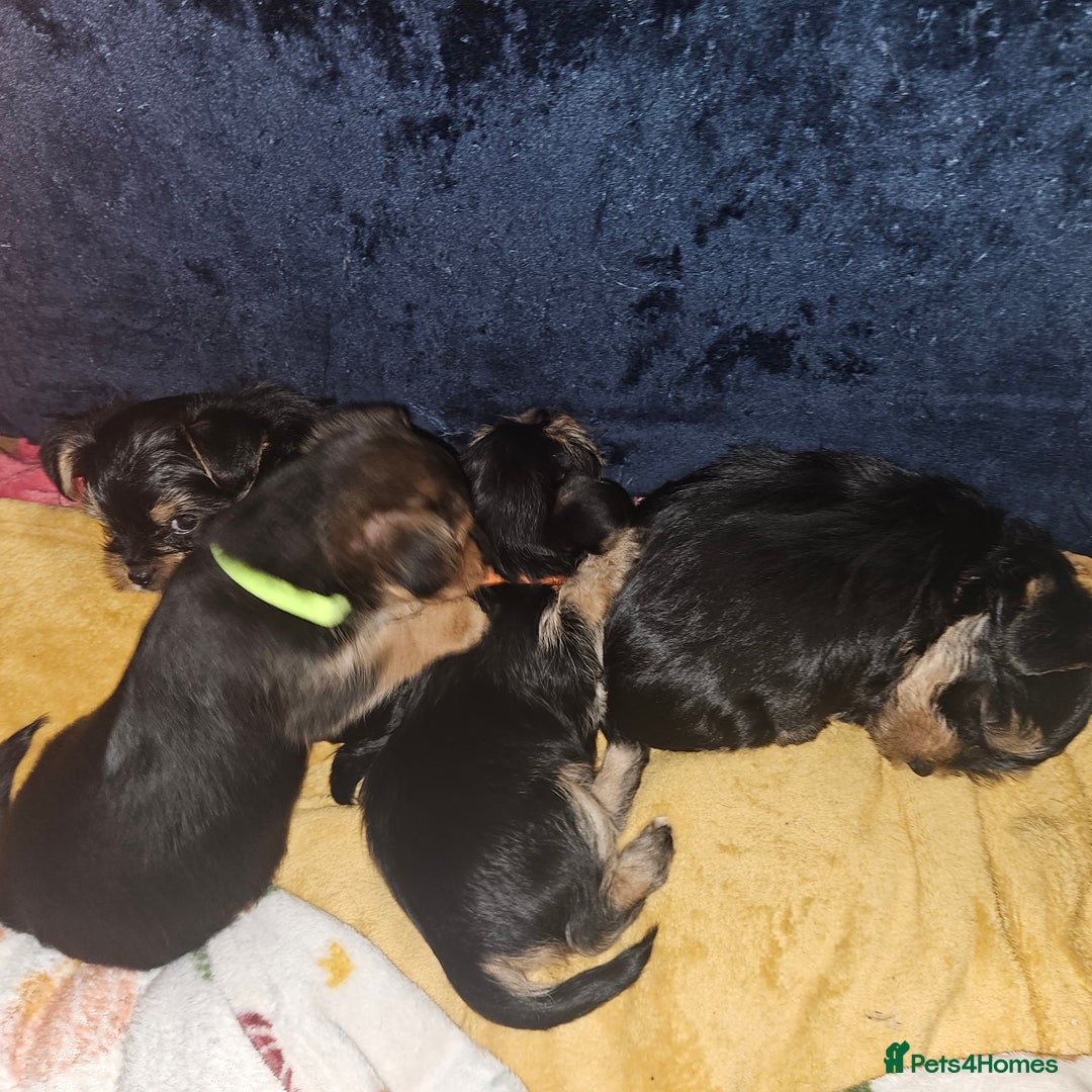 Mixed Breed dogs for sale:  **  yorkshire x full sized yorkshire terrier - Advert 11