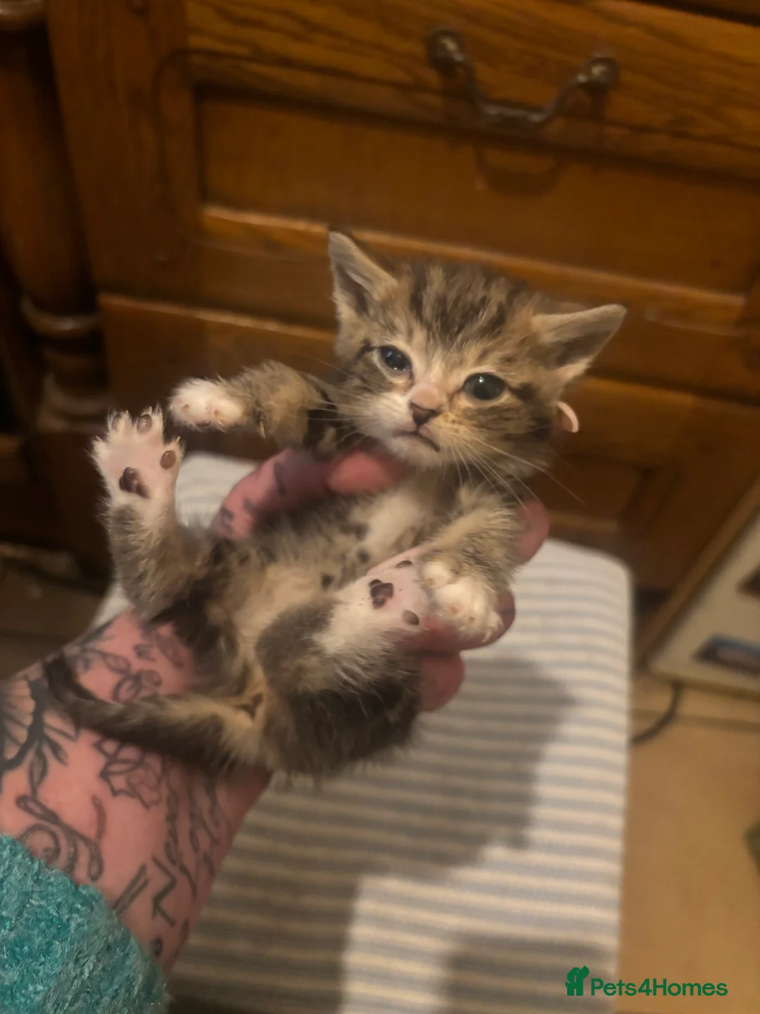 Mixed Breed cats for sale: 3 kittens for sale - Advert 8