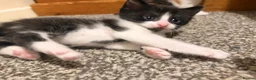 Mixed Breed cats for sale: 2 stunning black and white Kittens left - Advert 32