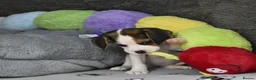 Beagle dogs for sale: Beautiful beagle puppies  - Advert 37