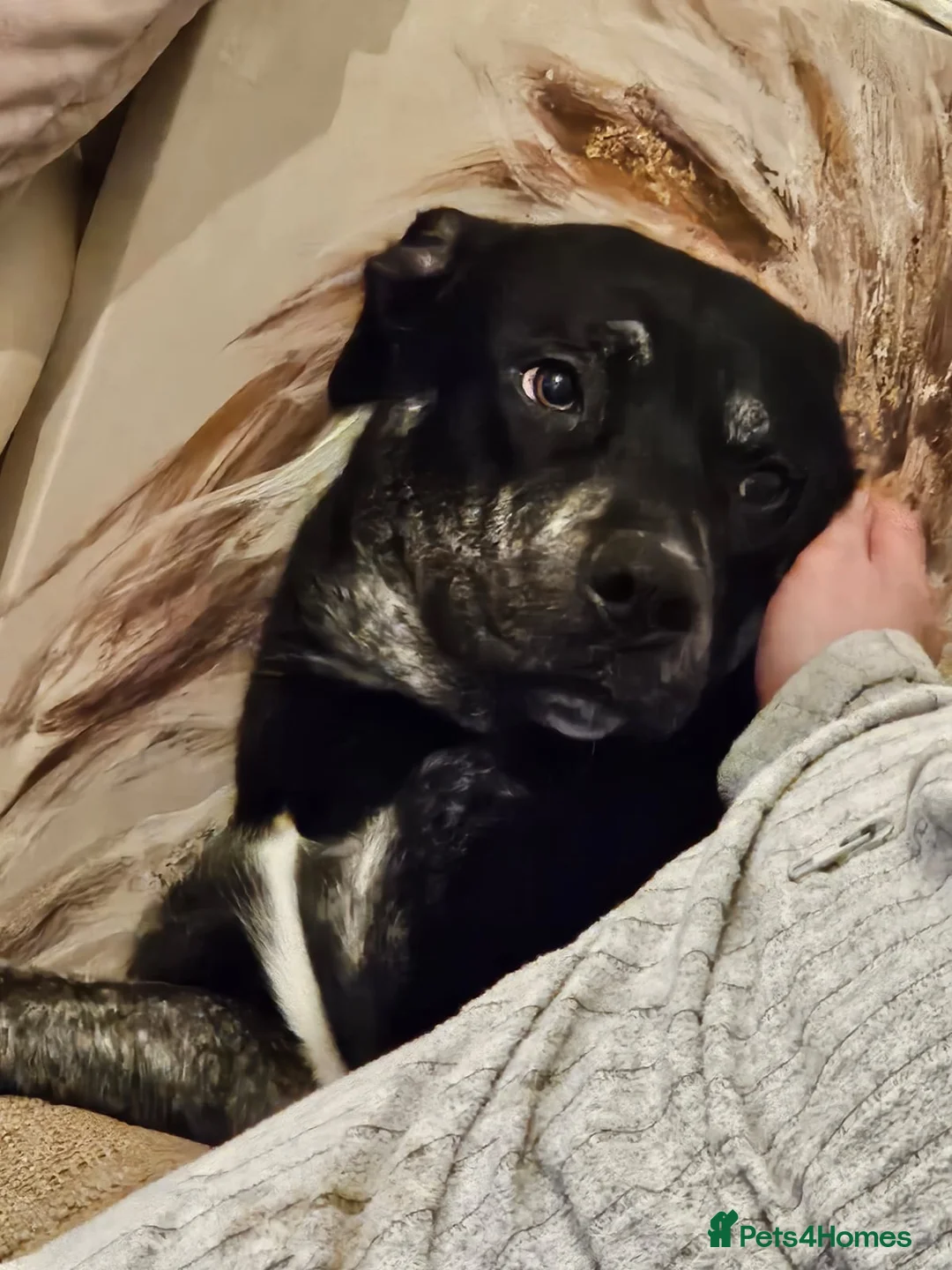 Mixed Breed dogs for sale: Spike 13 months old - Advert 4