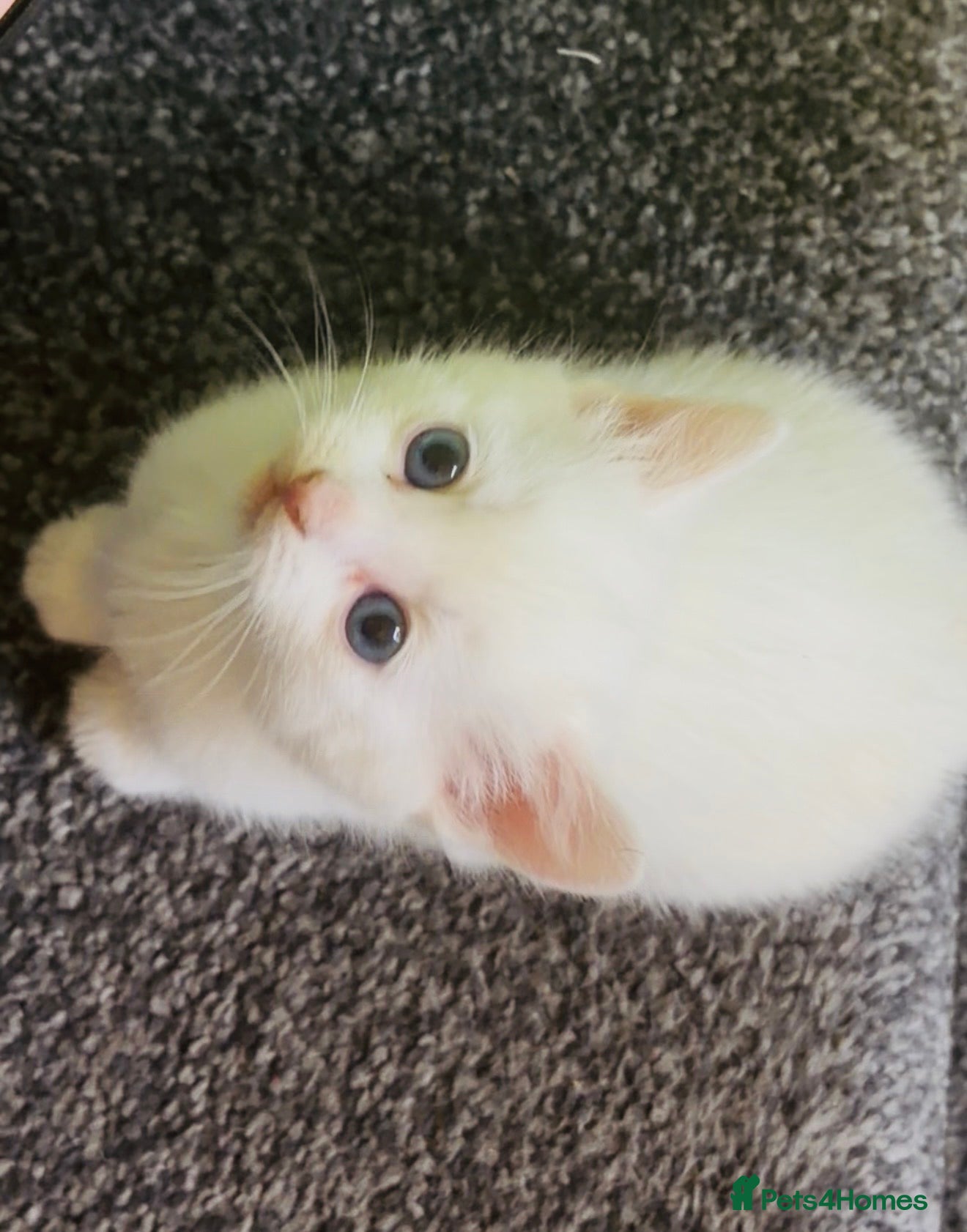 Turkish Angora cats Pure White With Turquoise Eyes - Advert 2