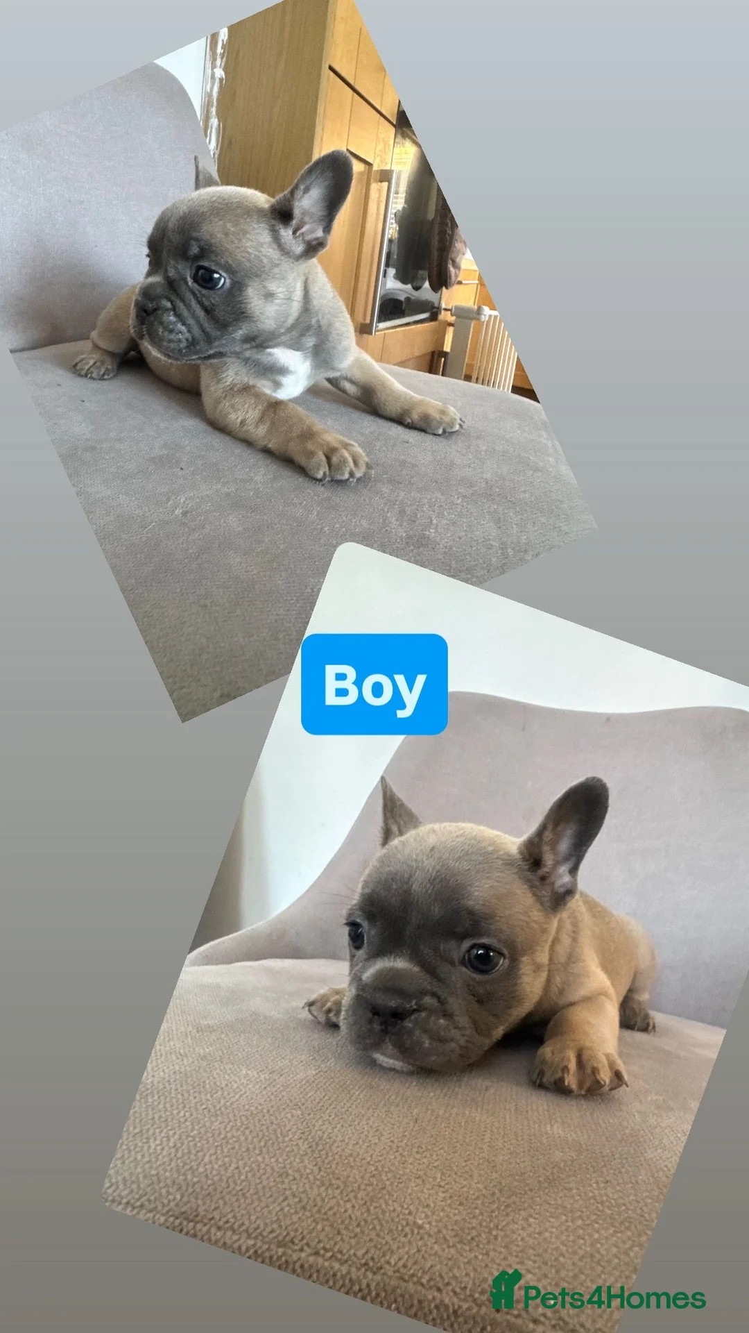 French Bulldog dogs for sale: Frenchie puppies 3 girls 1 boy available  - Advert 7