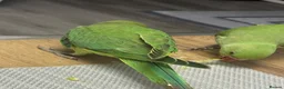 Parrots birds for sale: Alexandrine parakeet in Basildon - Advert 3