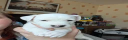 Jack Russell dogs for sale: Stunning jack Russell puppies - Advert 18