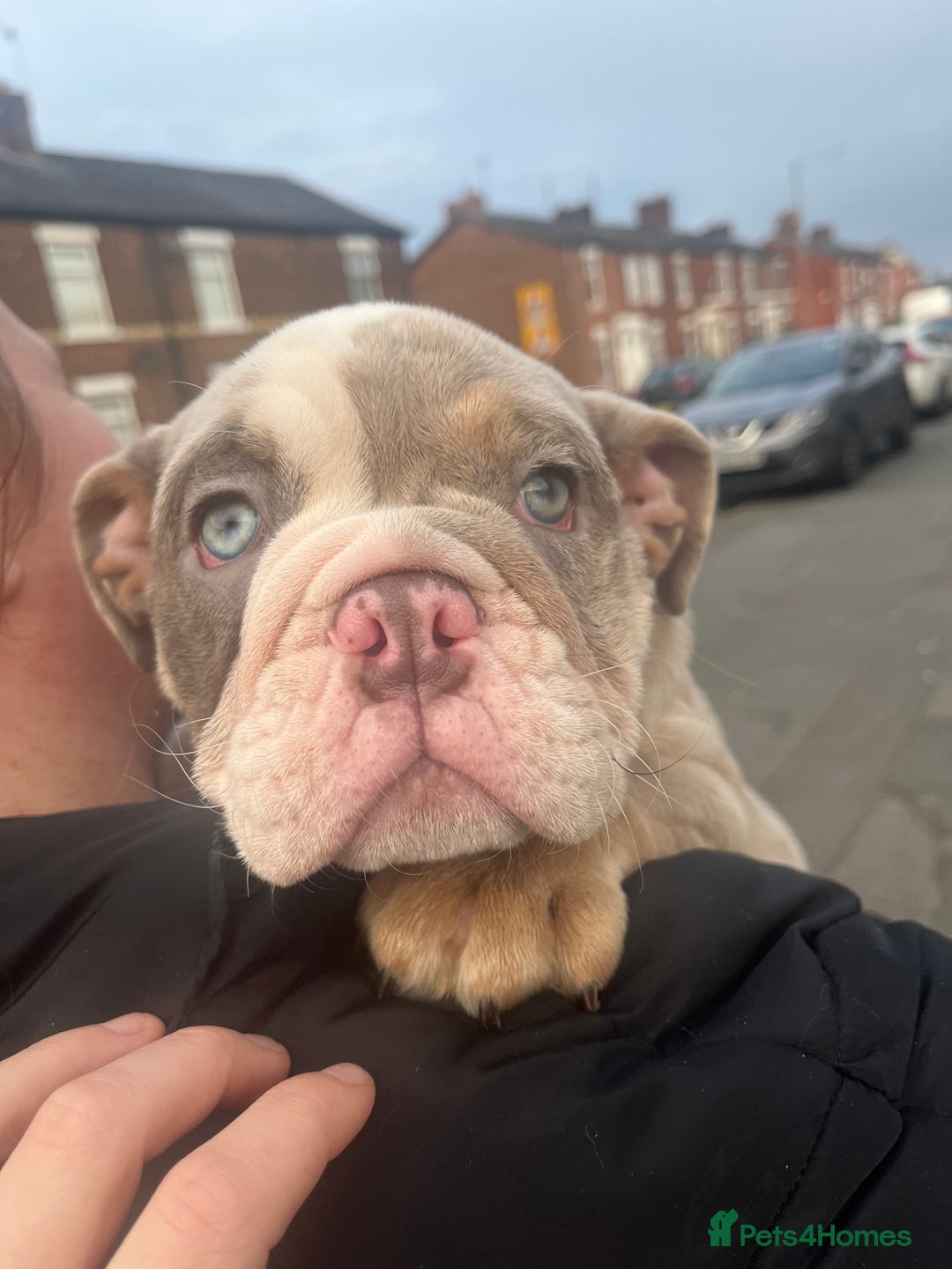 English Bulldog dogs for sale: 11 month old pup  - Image 3